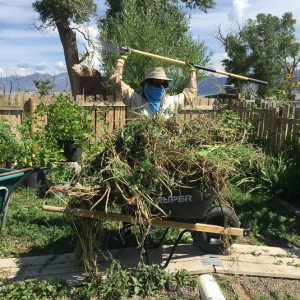 Volunteer vs. Weeds